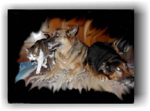 Grafik22.jpg (36009 Byte)